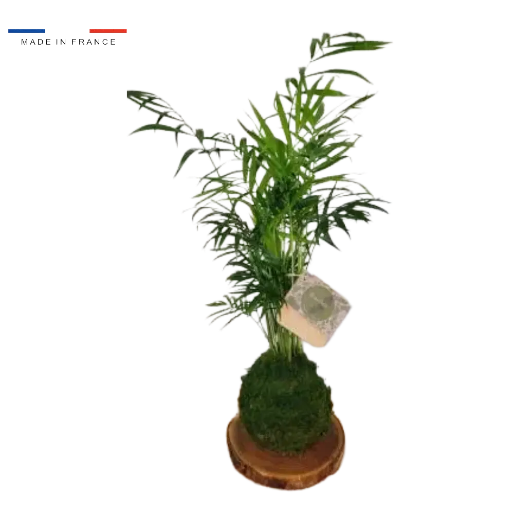 Kokedama Chamadorea